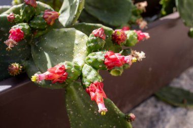 opuntia cochenillifera. Kahverengi bir saksıda kırmızı çiçeklerle çiçek açan kaktüsler. Flora.