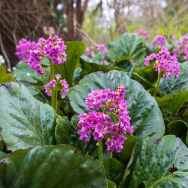 Çiçek açan Bergenia crassifolia, aynı zamanda kalp yaprağı bergenia ya da Sibirya çayı olarak da bilinir, pembe çiçekler ve İsrail 'in Hayfa kentindeki bir bahçedeki büyük yeşil yapraklarla..