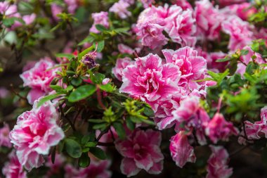 Çiçek açan Rhododendron simsii, aynı zamanda açelya olarak da bilinir, bahçede pembe ve beyaz çiçeklerle