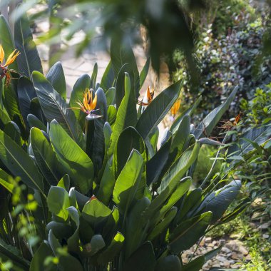 Strelitzia reginae, aynı zamanda cennet kuşu olarak da bilinir, portakal, mavi ve yeşil yapraklı bir bahçe.