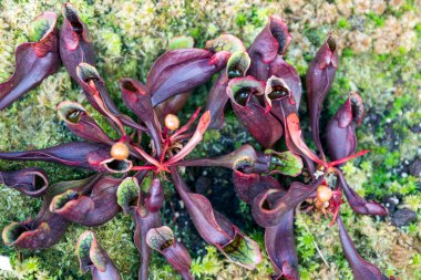 Sarracenia psittacina, aynı zamanda papağan sürahisi olarak da bilinir, bahçesinde mor ve yeşil yaprakları olan etobur bir bitki.