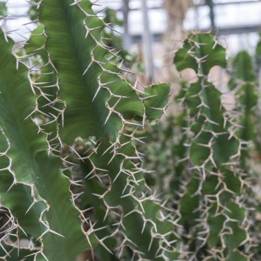 Euphorbia virosa, aynı zamanda zehirli ağaç olarak da bilinir, yeşil yaprakları ve keskin dikenleri vardır..
