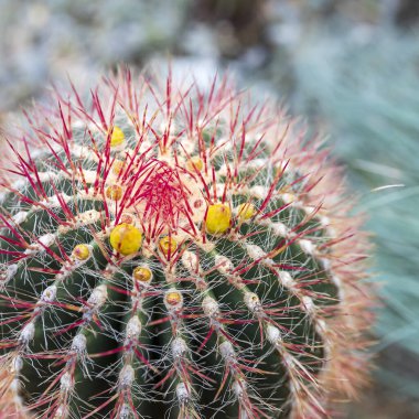 Çiçekli Ferocactus Pilosus, Meksika kireç kaktüsü olarak da bilinir, sarı çiçekli ve kırmızı dikenli.