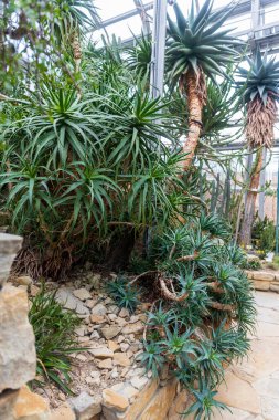 Aloe kampperi sulu yeşil yapraklar ve kayalık bir bahçe çevresi ile