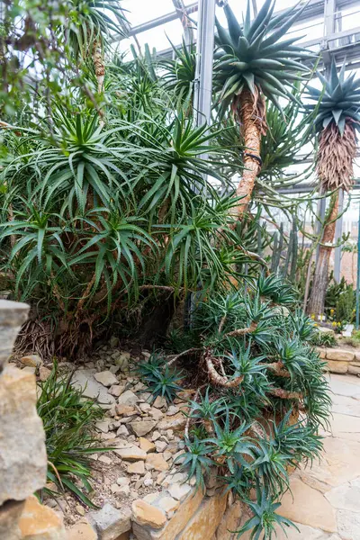 Aloe kampperi sulu yeşil yapraklar ve kayalık bir bahçe çevresi ile