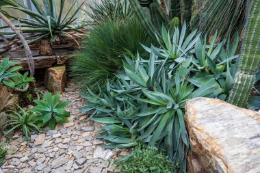 Agave havardiana ve Agave chiapensis sulu yeşil yapraklar ve bir bahçede kayalık çevre.