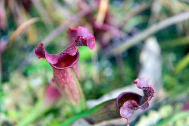 Sarracenia purpurea. Mor sürahi bitkisi olarak da bilinir. Bahçesinde koyu kırmızı ve beyaz çiçekler vardır..
