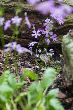 Primula modesta, aynı zamanda mütevazı çuha çiçeği olarak da bilinir, mor çiçekleri ve sarı bahçeli merkezleri vardır..