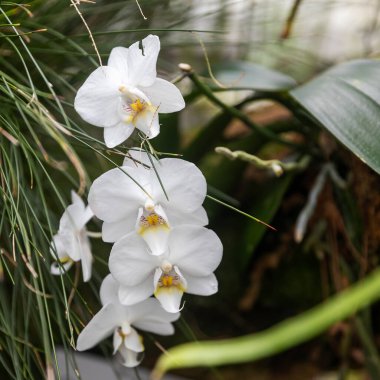 Phalaenopsis amabilis, aynı zamanda ay orkidesi olarak da bilinir, bahçesinde beyaz çiçekler olan..