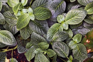 Fittonia verschaffeltii, sinir bitkisi olarak da bilinir, yeşil yapraklı ve beyaz damarlı.