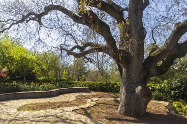 İstanbul Emirgan Parkı 'nda dalları bükülmüş büyük bir meşe ağacı, arkasında taş bir duvar ve bir bahçe var..