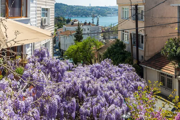 İstanbul, Türkiye, 2 Mayıs 2024, Wisteria floribunda, aynı zamanda Japon salkımı olarak da bilinir, boğaza bakan bir bahçede mor çiçekler ve yeşil yapraklarla..