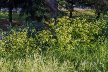 Bir bahçede çiçek açan Alexanders (İzmir olusatrum)