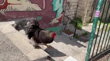 Hayfa, İsrail, 5 Nisan 2025, bir horoz çöp bidonlarının yakınında yürüyor..