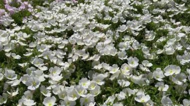 Oenothera speciosa. çok sayıda beyaz ve pembe akşam çiçekleri zemini kaplıyor. Dikey çerçeve