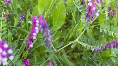 Vicia villosa ya da kısaca Vicia villosa, Avrupa ve Batı Asya 'da yetişen bir bitki türü.. 
