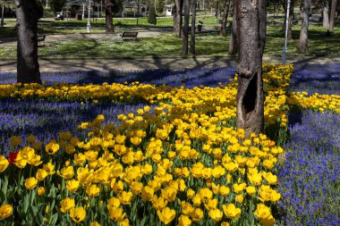 İstanbul, Türkiye, 2 Mayıs 2024, Emirgan Parkı 'nda canlı sarı laleler ve mavi muscari gösterisi