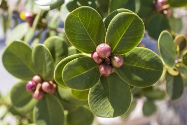Ficus microcarpa, ayrıca Çin banyan, Hill 'in ağlayan inciri, küçük meyveli inciri, Malezya banyan, Hint defne veya perde inciri olarak da bilinir, Moraceae familyasından bir banyan ağacı türü..