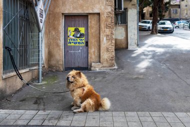Hayfa, İsrail, 5 Nisan 2025, Kabarık bir Chow Chow köpeği yakınlardaki bir yerleşim bölgesinde bir direğe bağlanmış bir tasmada oturuyor. Kapısında Ortodoks Yahudi ve İbrani metni gibi görünen bir adam var..