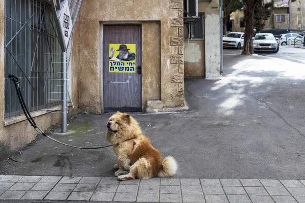 Hayfa, İsrail, 5 Nisan 2025, Kabarık bir Chow Chow köpeği yakınlardaki bir yerleşim bölgesinde bir direğe bağlanmış bir tasmada oturuyor. Kapısında Ortodoks Yahudi ve İbrani metni gibi görünen bir adam var..