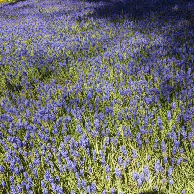 Grape Hyacinths olarak da bilinen canlı mavi Muscari çiçeklerinden oluşan geniş bir alan, Gülhane Parkı, İstanbul, Türkiye.
