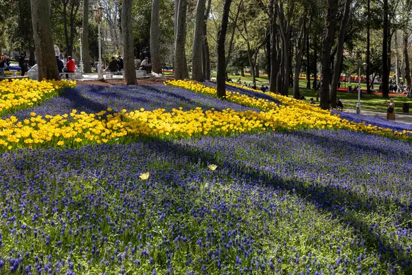 İstanbul, Türkiye, 2 Mayıs 2024, Gulhane Parkı 'nın geniş manzarası. Mavi sümbüller ve sarı nergisler sergileniyor. Uzun ağaçların gölgesinde yeşil bir yamaçta sıralanmış..
