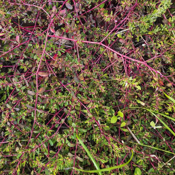 Euphorbia maculata, yaygın olarak benekli gösteriş, eğilme, süt purslane, veya benekli kum paspas olarak bilinir..