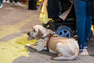 Hayfa, İsrail, 16 Nisan 2025, Sadık Rehber Köpek Tekerlekli Sandalyede Bir Kişinin Yanında Dinleniyor