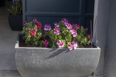 Bir kaç canlı Regal Pelargonium bitkisiyle dolu dikdörtgen koyu gri bir saksı kutusu. Bu bitkiler koyu kırmızı ve beyaz tonlarında mor merkezli çiçek kümelerine sahiptir.. 