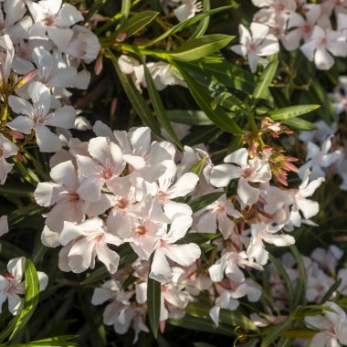 Çiçek açan Beyaz Oleander Çiçekleri ve Gün Işığında Yeşil Yapraklar,