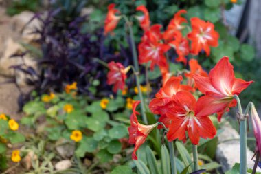 Grevci Turuncu ve Beyaz Amaryllis Çiçekleri Hayfa, İsrail 'de Bir Bahçede Çiçek Açıyor