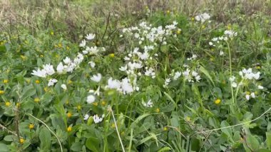 Allium triquetrum, Akdeniz havzasına özgü Allium cinsinde bulunan bir soğan çiçeği bitkisidir. İngilizcede üç köşeli pırasa, Avustralya 'da soğan ve Yeni Zelanda' da soğan otu.