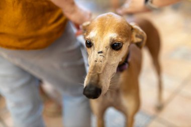 İnce, geyik renginde bir İtalyan Greyhound 'u nazikçe okşar.