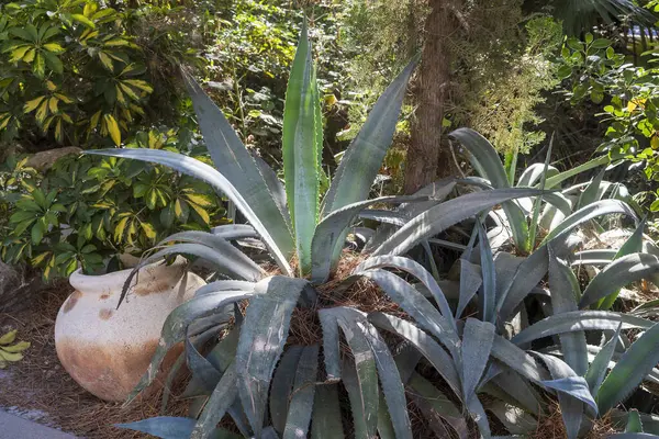 Çarpıcı bir Agave americana bitkisi, tipik büyük, dikenli yapraklarıyla yıpranmış bir terasotta tenceresinin yanında duruyor. 