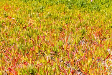 Hottentot incir sulu yoğun bir halı zemin kaplar