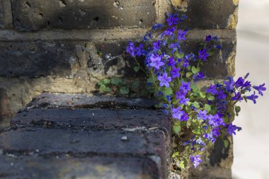 Mor Campanula çiçekleri, muhtemelen Campanula alameti, Londra, İngiltere 'de eski bir tuğla duvarın yarıklarında serpiliyor..