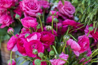 Londra, İngiltere 'de canlı bir demet pembe Ranunculus çiçeği bir çiçek standında sergileniyor..