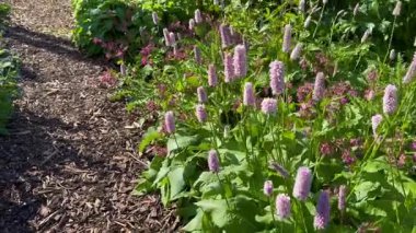 Floristan Violett hafif hafif esintide yürüyor.