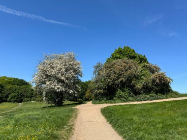 Parlak yeşil bir parkın içinden bir çakıl yolu esiyor açık mavi gökyüzünün altında çiçek açan beyaz dikenli ağaçlarla birlikte.