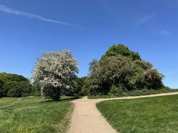 Parlak yeşil bir parkın içinden bir çakıl yolu esiyor açık mavi gökyüzünün altında çiçek açan beyaz dikenli ağaçlarla birlikte.