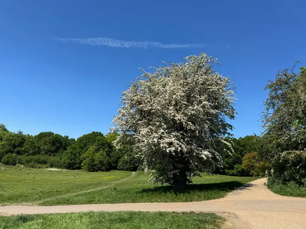 Beyaz çiçekli güzel bir dikenli ağaç, açık mavi gökyüzünün altındaki bir Londra parkının yanında duruyor.