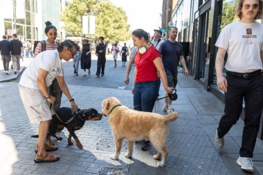 Londra, İngiltere, 10 Mayıs 2025, Londra 'da iki köpek birbirlerini kaldırımlı bir sokakta karşılarken sahipleri yakınlarda, diğer yayaların yanından geçerken,.