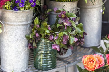 Londra Çiçekçisinde Sarı Solidago Çiçeklerinin Canlı Gösterimi