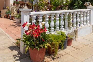Kıbrıs 'ta Sunny Patio' da Bir Tencerede Kırmızı Amaryllis Çiçekleri