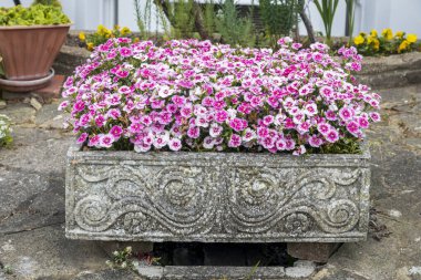 Londra 'da bir bahçede canlı pembe ve beyaz dianthus çiçekleriyle taşan bir taş yalağı..