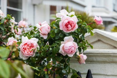 Narin pembe Wildeve David Austin gülleri, beyaz bir çitin ve Londra 'da bir evin arka planında güzel bir şekilde çiçek açıyor..