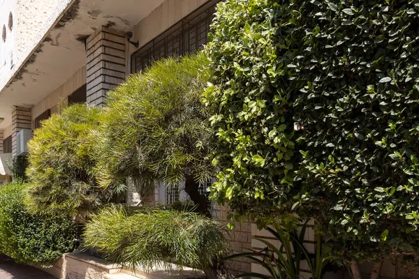 Hakea nodosa, Avustralya 'da yaygın olarak kullanılan bir çalı türü..