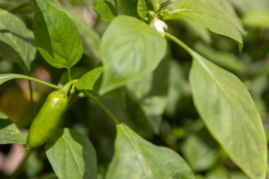 Yeşil Biber Bir Planda Büyüyor
