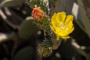 Sarı çiçekli dikenli armut kaktüsü.