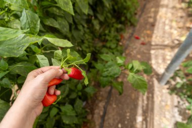 Bitkiden Kırmızı Biber Toplayan Bir El.